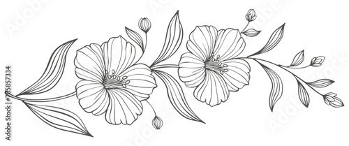 Outline Floral Botany. flower vector drawings. Black and white floral line art on transparent backgrounds. Hand Drawn Botanical Illustrations.Vector.