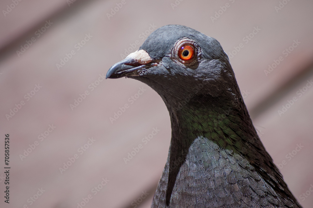 a bird with bright red eyes stares into the distance on the deck a bird with bright red eyes stares into the distance on the deck