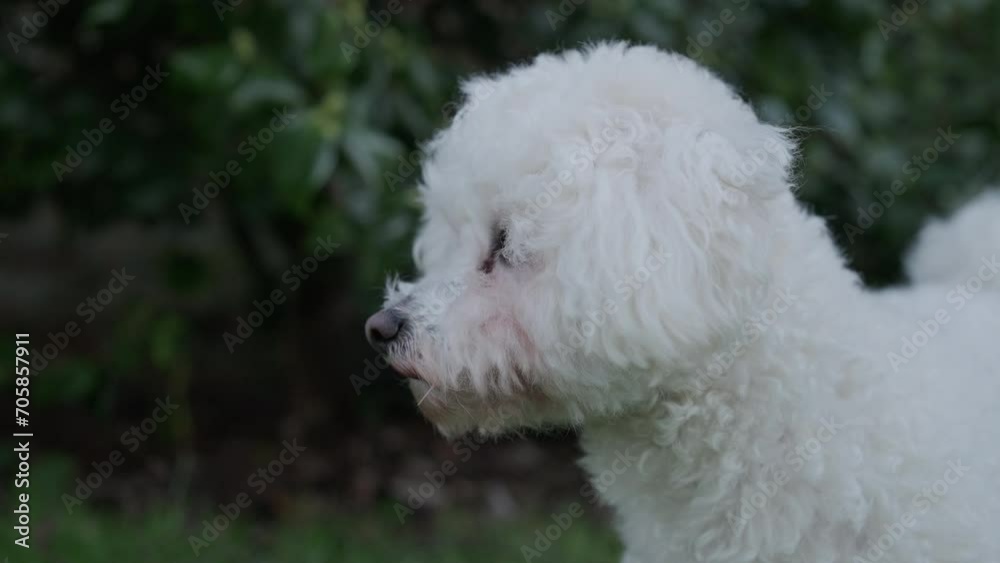 Bichon frise dog in garden with blurred background Bichon frise dog in garden with blurred background