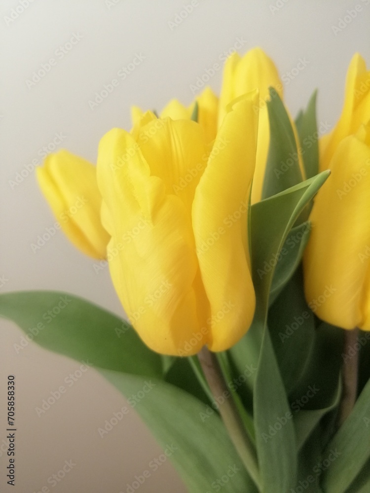 Naklejka premium Wiosna i Lato. Piękna natura w świetle słońca. Spring, Flowers, Summer. Żółte Tulipany