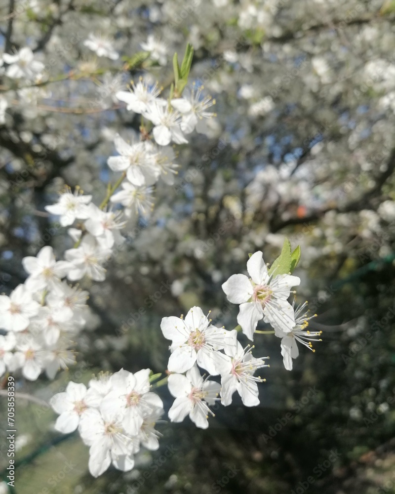 Wiosna i Lato. Piękna natura w świetle słońca.
Spring, Flowers, Summer. Wiosna i Lato. Piękna natura w świetle słońca.
Spring, Flowers, Summer.