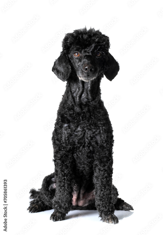 poodle in studio poodle in studio