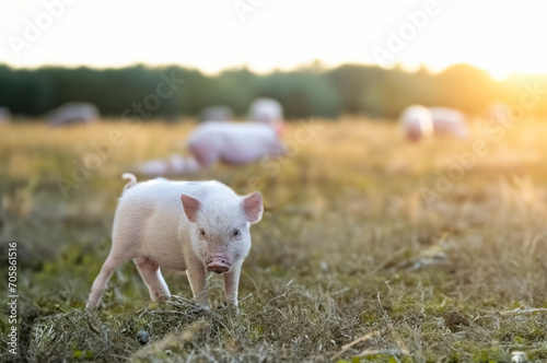 miniature pig in farm