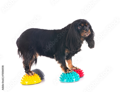 Фотография cavalier king charles