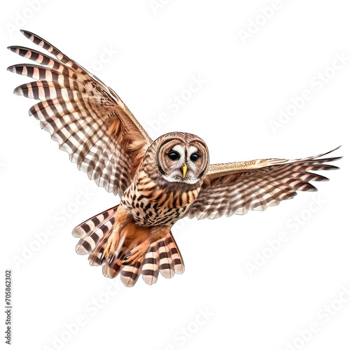 Barred Owl are flying bird of prey at night isolated on transparent background