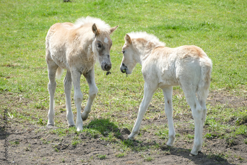 Couple of white baby horse  foal  playing together on pasture