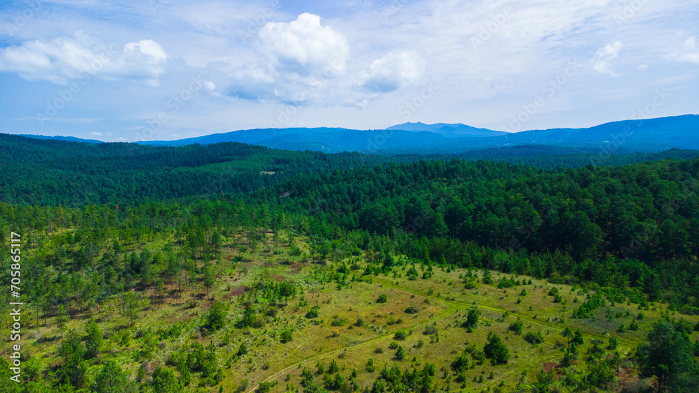 forest in the mountains