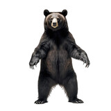 black bear standing on two legs- Dangerous wild predators on transparent background