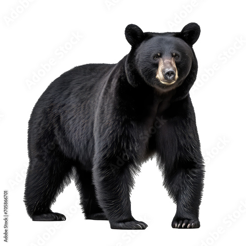 black bear standing - Dangerous wild predators on transparent background