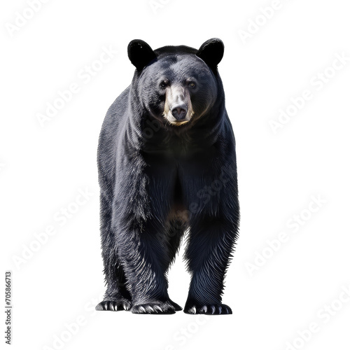 black bear standing - Dangerous wild predators on transparent background