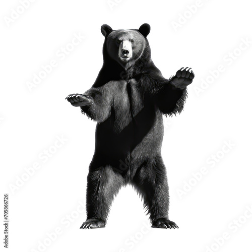 black bear standing on two legs- Dangerous wild predators on transparent background