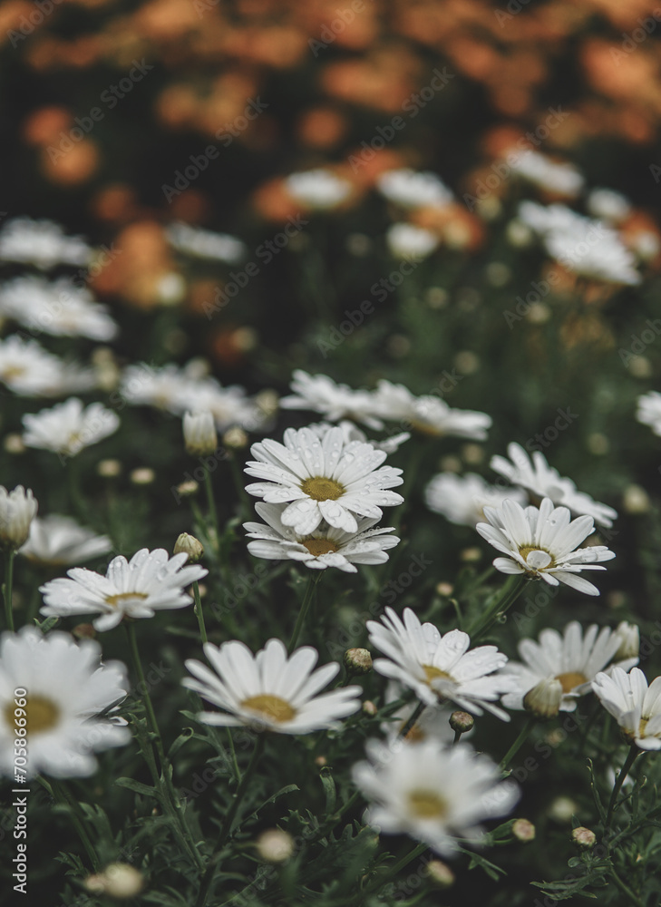 Obraz premium Daisies in the garden
