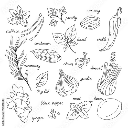 Hand drawn illustration of different spices on white background. Line art.  Use to create menus  packaging  prints.. Ginger  cinnamon  vanilla  anise  basil  rosemary  cardamon  pepper  cloves