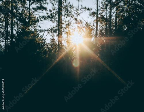 Sunrise through the trees
