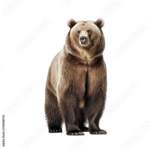 brown bear standing - dangerous predatory bear on transparent background © minhnhat