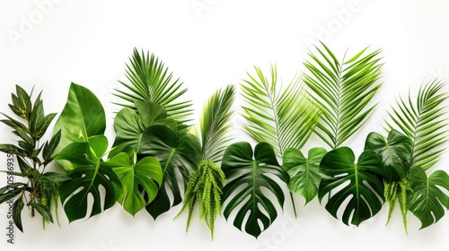image featuring various lush tropical leaves on a clean white background. Perfect for botanical enthusiasts, interior design, and nature-themed projects.