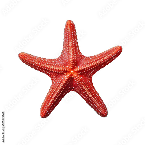 red starfish on transparent background