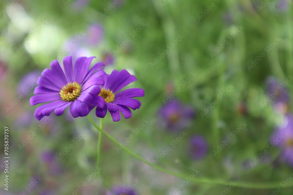Natural floral background with purple filicia flowers. Natural floral background with purple filicia flowers.