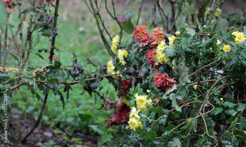 flowers growing in garden of the village house. Chrysanthemum plant with red, yellow, white, pink flowers from Asteraceae family. Flower stretching their branches to ground, soaked in rain in October