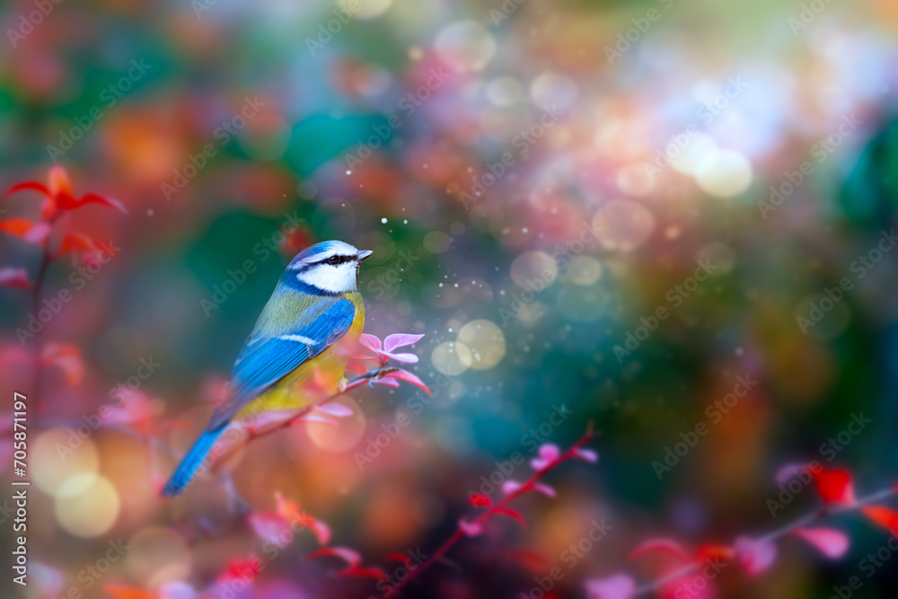 Obraz premium The blue tit, one of the most beautiful songbirds. Eurasian Blue Tit. Colorful nature background. 