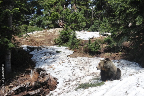 A grizzly bear relaxes on snow-dusted terrain, its bulk blending with the partially snowy surroundings, depicting a serene wintry setting