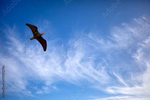 Flying bird. Purple heron. Blue sky background. 