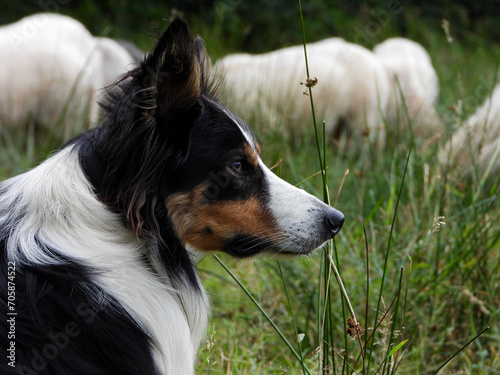 Border Collie Dog Herding Sheep