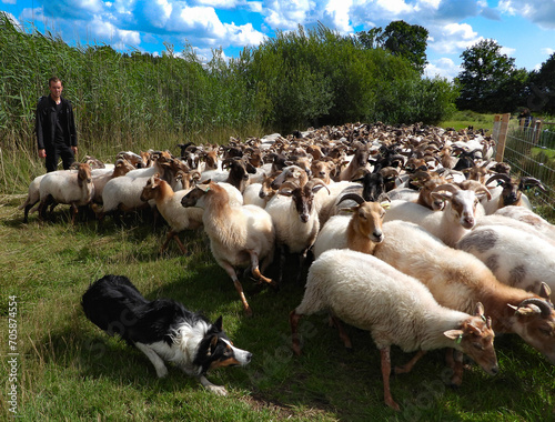 Sheep being herder by Border Collie Dogs