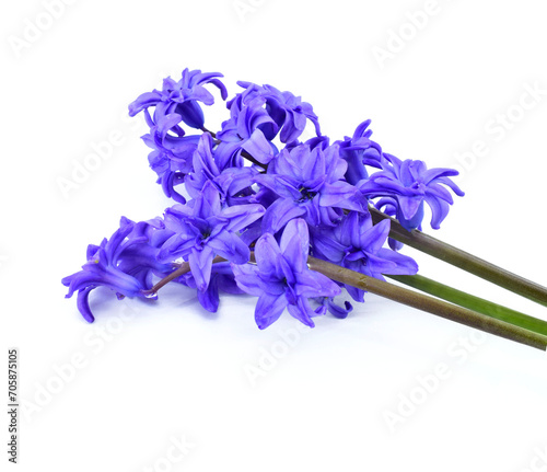 Bluebells flowers, isolated on white backround. Blue Hyacinth flowers, Hyacinthus orientalis.
