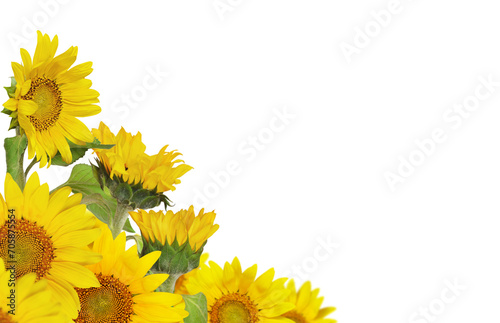 Fotografie Yellow blossoming sunflowers in a summer corner arrangement isolated on white or