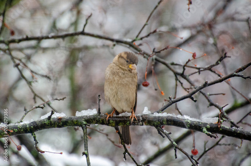 bird in winter tree