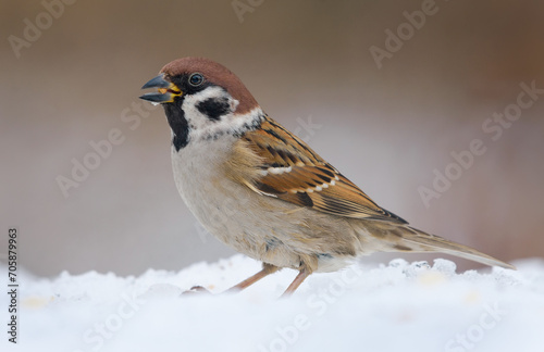 Adult eurasian tree sparrow (passer montanus) posing in snow for a portrait in winter cold spell 