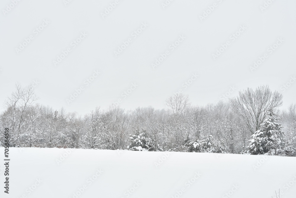 Naklejka premium Trees in a Snowy Field