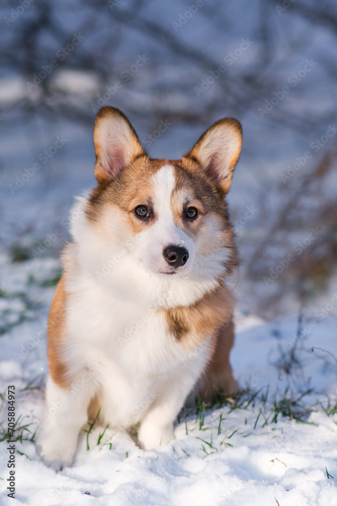 Small Pembroke Welsh Corgi puppy walks in the snow on a sunny winter day. Sits and looks at the camera. Happy little dog. Concept of care, animal life, health, show, dog breed Small Pembroke Welsh Corgi puppy walks in the snow on a sunny winter day. Sits and looks at the camera. Happy little dog. Concept of care, animal life, health, show, dog breed