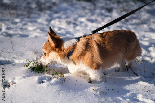 Small Pembroke Welsh Corgi puppy walks on a leash in the snow on a sunny winter day. Sniffing grass in the snow. Happy little dog. Concept of care, animal life, health, show, dog breed