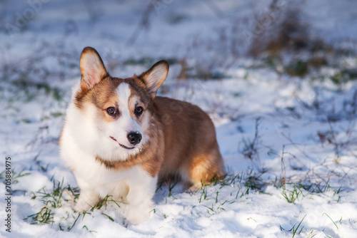Small Pembroke Welsh Corgi puppy walks in the snow on a sunny winter day. Happy little dog. Concept of care, animal life, health, show, dog breed