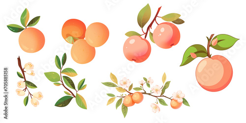 set of apricoton transparent background. png file
