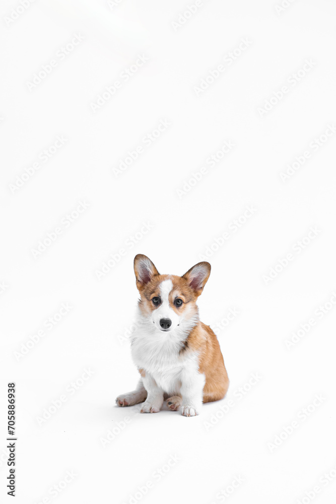 Small Pembroke Welsh Corgi puppy sits and looks at the camera. Isolated on white background. Happy little dog. Concept of care, animal life, health, show, dog breed