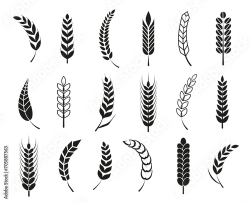Set of black wheat ears icons and logos. For identity style of natural product company and farm company. Organic wheat, bread agriculture and natural eat. Contour lines. Flat vector design. 