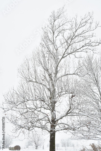 Wallpaper Mural Tree in a Snowstorm Torontodigital.ca