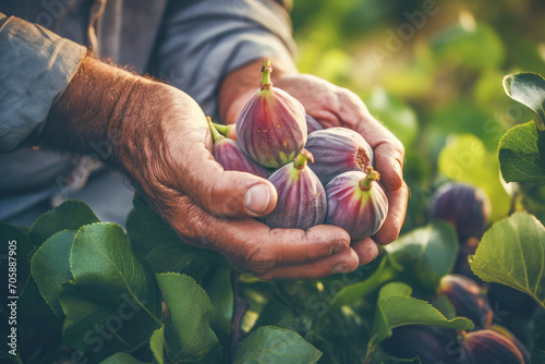 Freshly harvested figs, with their juicy, organic goodness, are a key component of healthy eating.