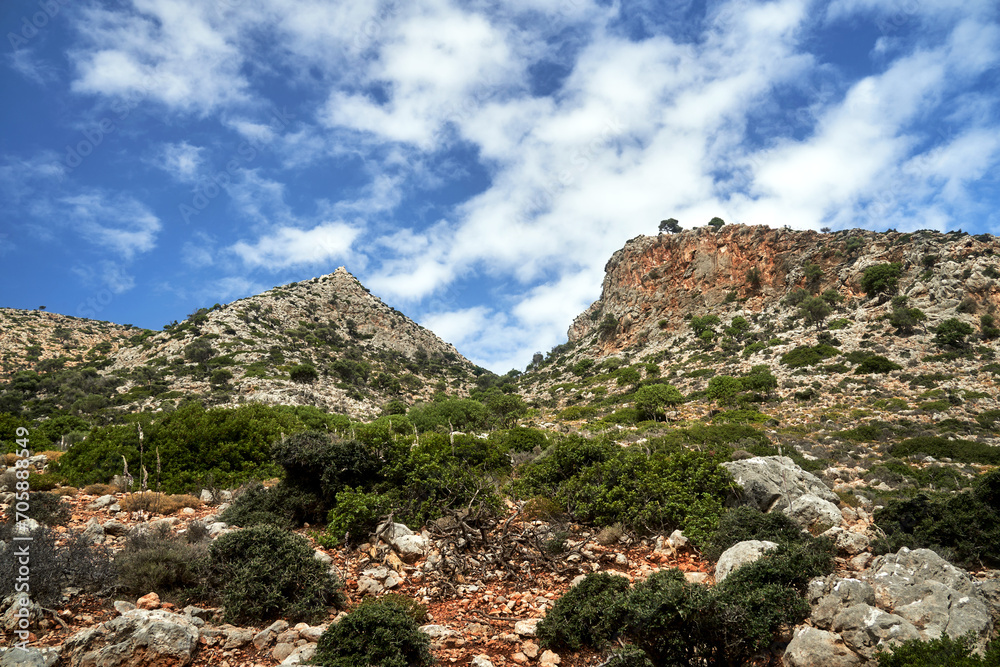 rocky mountain slope covered with flowering Eremurus bushes on the island of Crete