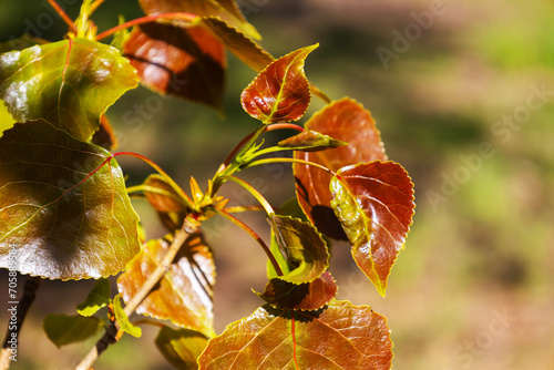 Cuadro en lienzo Spring and new life concept for natural design