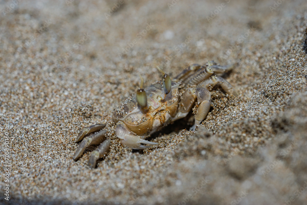 Crab on the beach