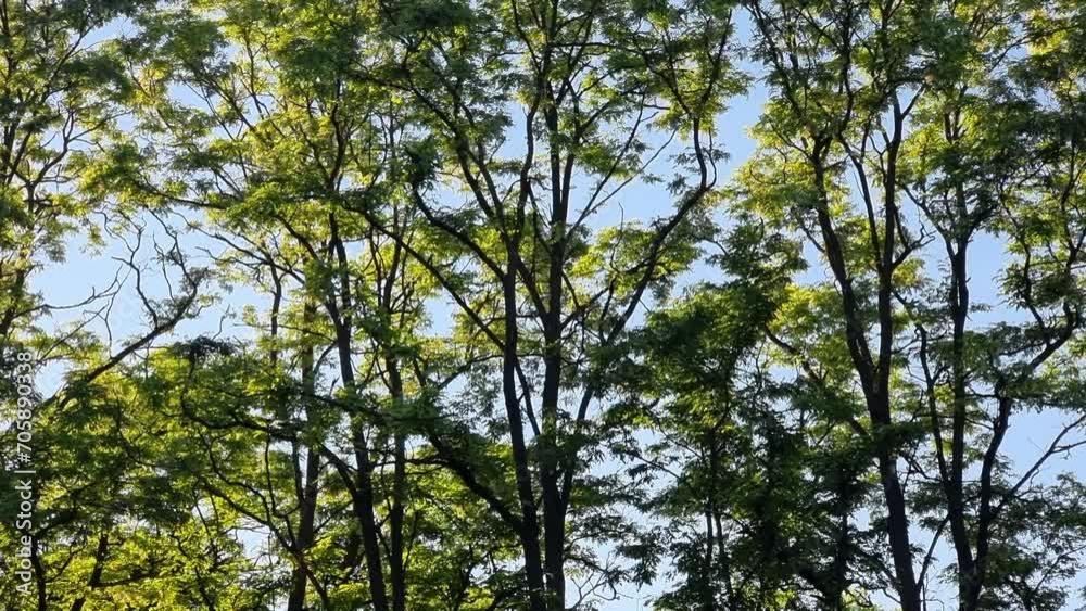 Green leaves of acacia trees against a blue sky, natural background. Green leaves of acacia trees against a blue sky, natural background.