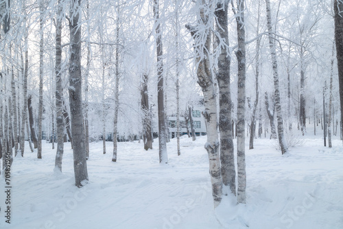 Frost on the trees.Very cold weather on the face of the city. © Александр Поташев