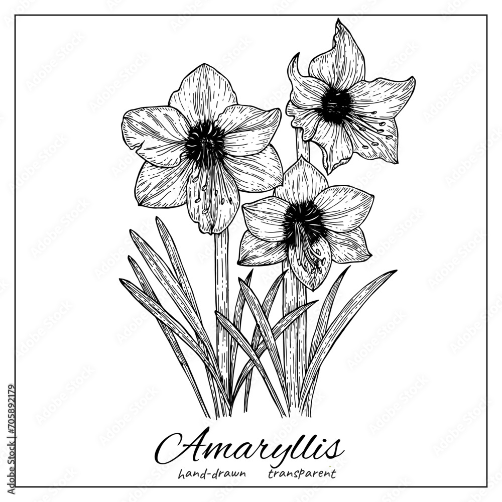 Fototapeta premium Amaryllis flower blossom. Hand drawn ink botanical illustration for coloring pages, wedding invitation, card, print, tattoo. Japanese style