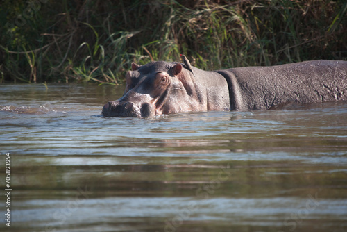 Zambia hippopotamus close up