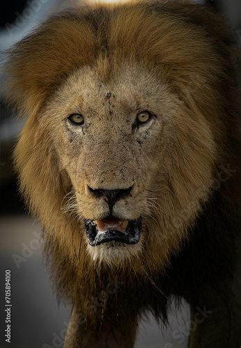 Closeup of a mature  male African Lion in the Kruger National Park.