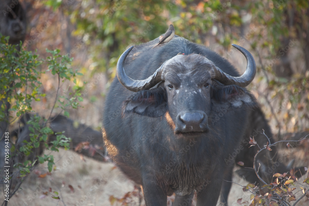 Buffalo close up on a sunny winter day Buffalo close up on a sunny winter day